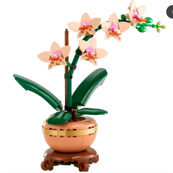 Mini Orchid TO240207012